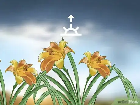 Image titled Harvest Daylilies Step 9