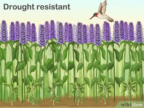 Image titled Pick Low Maintenance Perennials for Your Garden Step 10