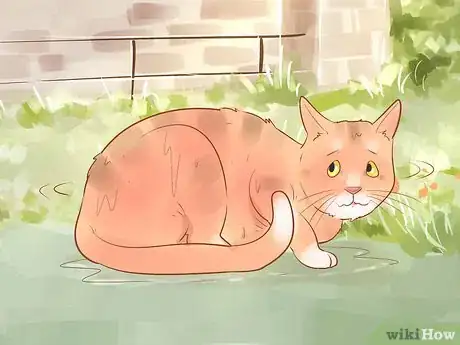 Image titled Diagnose and Treat Hypothermia in Cats Step 1