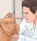 Soothe a Dog's Itchy Ears