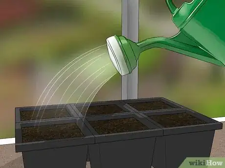 Image titled Grow Evergreen Trees Step 5