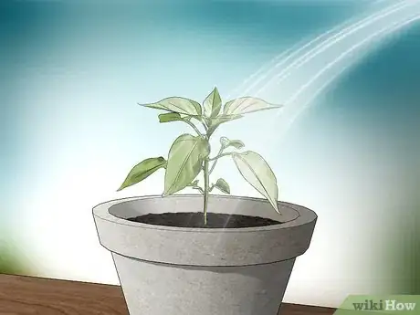 Image titled Grow Jalapenos in a Pot Step 5