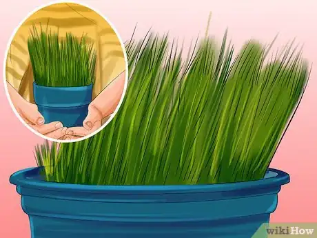 Image titled Give Cat Grass to a Cat Step 11
