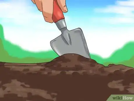 Image titled Grow Sunflowers Step 10