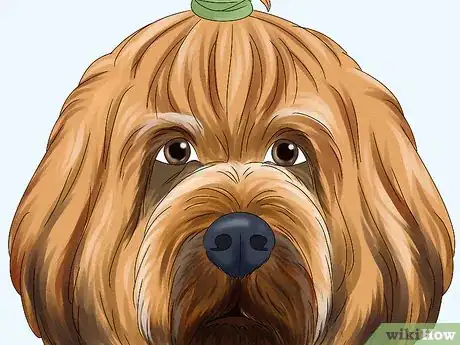 Image titled Identify a Briard Step 3