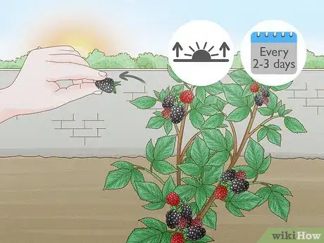 Image titled Harvest Blackberries Step 5