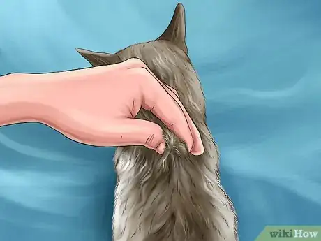 Image titled Administer Injectable Medication to a Cat Step 5