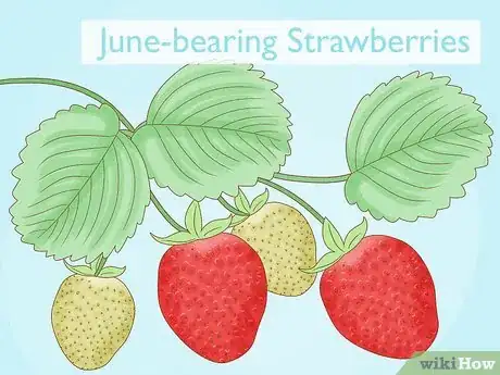 Image titled Grow Strawberries in Hanging Baskets Step 2