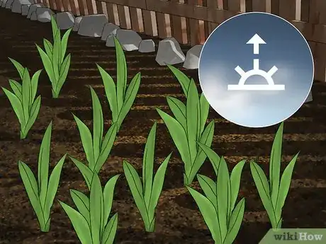 Image titled Harvest Daylilies Step 1