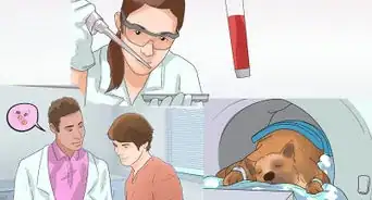 Diagnose Epilepsy in German Shepherds