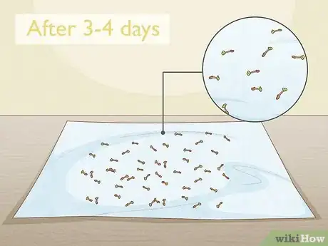 Image titled Grow Rainbow Eucalyptus Step 5