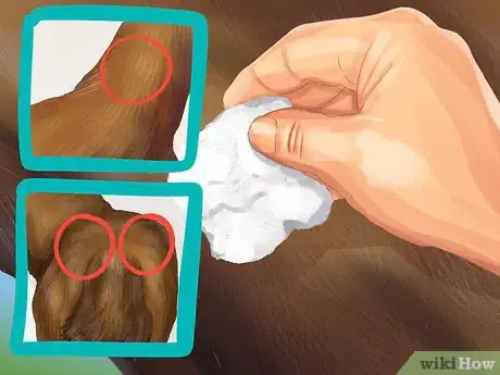 Image titled Vaccinate Newborn Foals Step 8