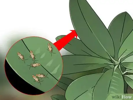 Image titled Control Lace Bugs in Your Flower Garden Step 6