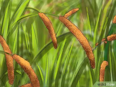 Image titled Attract Barn Owls Step 6