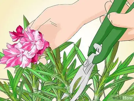Image titled Grow Oleander Step 16