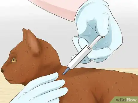 Image titled Care for a Havana Brown Cat Step 7