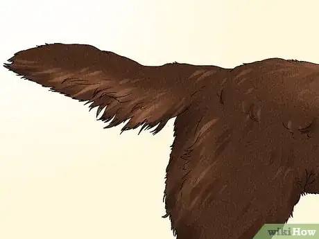 Image titled Identify a German Longhaired Pointer Step 5