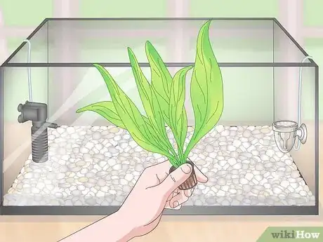 Image titled Set up a Planted Goldfish Aquarium Step 8