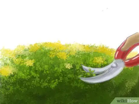 Image titled Grow St John's Wort Step 7