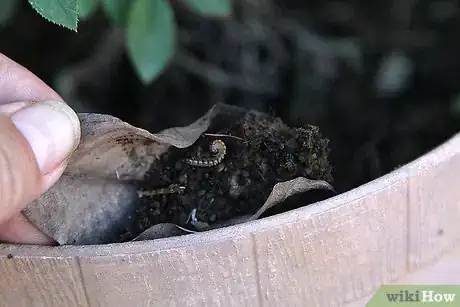 Image titled Care for Flowers Step 11