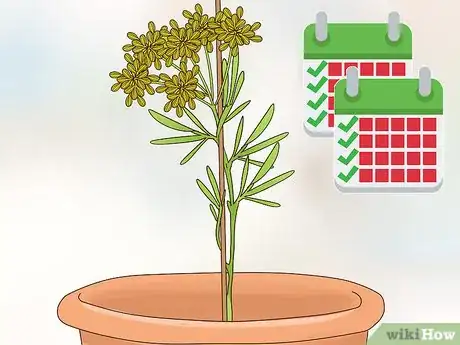 Image titled Grow Dill Indoors Step 9