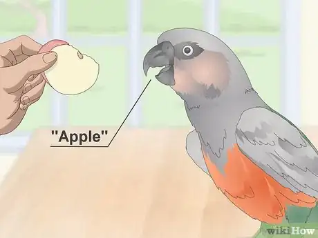 Image titled Teach a Red Bellied Parrot to Speak Step 8