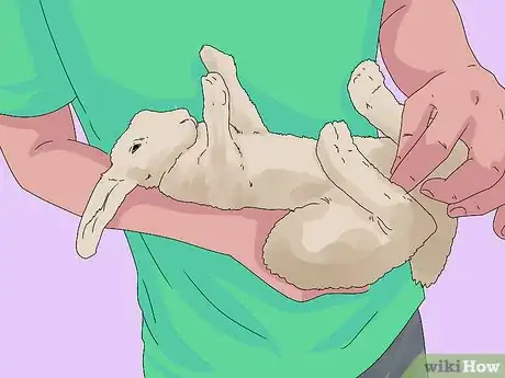 Image titled Determine the Sex of a Rabbit Step 4