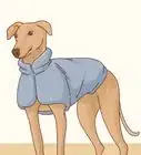 Keep Dogs Warm in the Winter