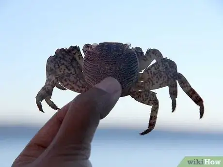 Image titled Survive in the Woods without Hunting Step 9Bullet1