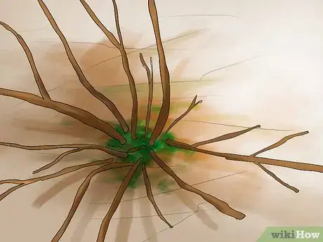 Image titled Prune Hydrangeas Step 1