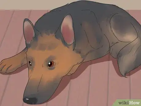 Image titled Treat Urinary Tract Problems in Dogs Step 8