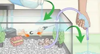 Care for Fancy Goldfish