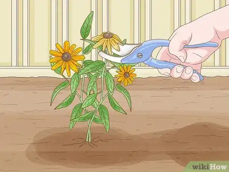 Image titled Grow Black Eyed Susan Flowers Step 8
