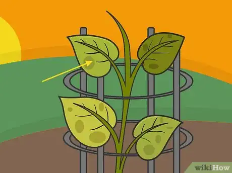 Image titled Grow Potatoes in a Wire Cage Step 17