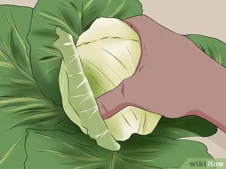 Image titled Plant Cabbage Step 14