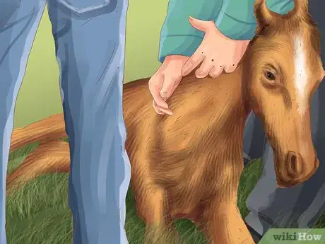 Image titled Vaccinate Newborn Foals Step 5