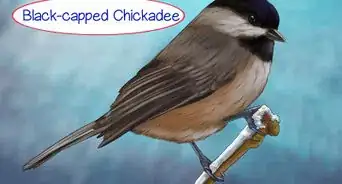 Recognize the Chickadee