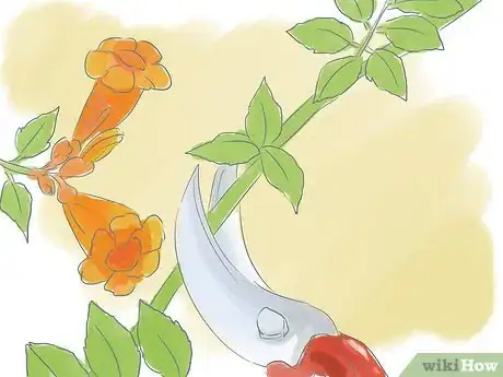 Image titled Prune a Trumpet Vine Step 1