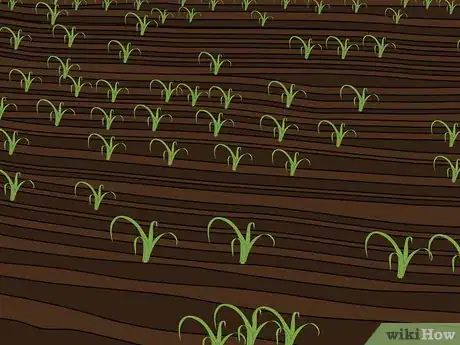 Image titled Plow With Two Row Cultivators Step 2