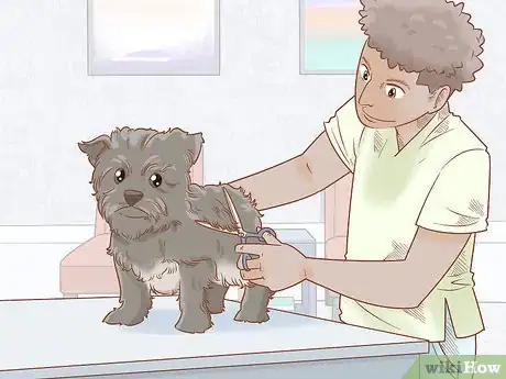 Image titled Groom a Yorkie Pomeranian Mix Step 4