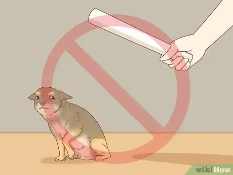 Image titled Prevent Your Chihuahua from Behaving Badly Step 16