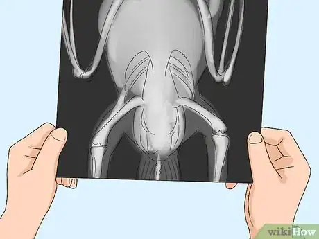 Image titled Treat Macaw Wasting Disease Step 2