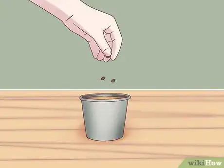 Image titled Grow Ferns Step 4