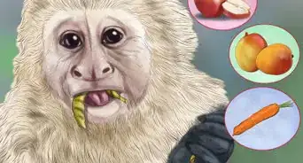 Dominate a Capuchin Monkey