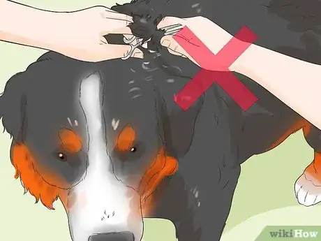 Image titled Groom a Greater Swiss Mountain Dog Step 7
