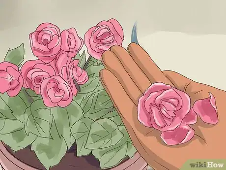 Image titled Grow Begonias Step 9