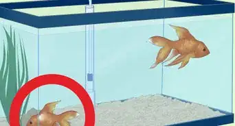 Treat Fungal Infections in Fish