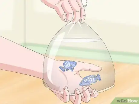 Image titled Build a Freshwater Predator Fish Aquarium Step 11