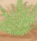 Plant a Fern
