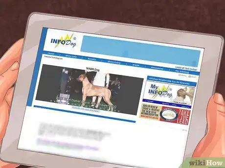 Image titled Choose a Lowchen Puppy Step 3